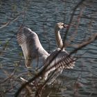 Flügelschlagender Schwan