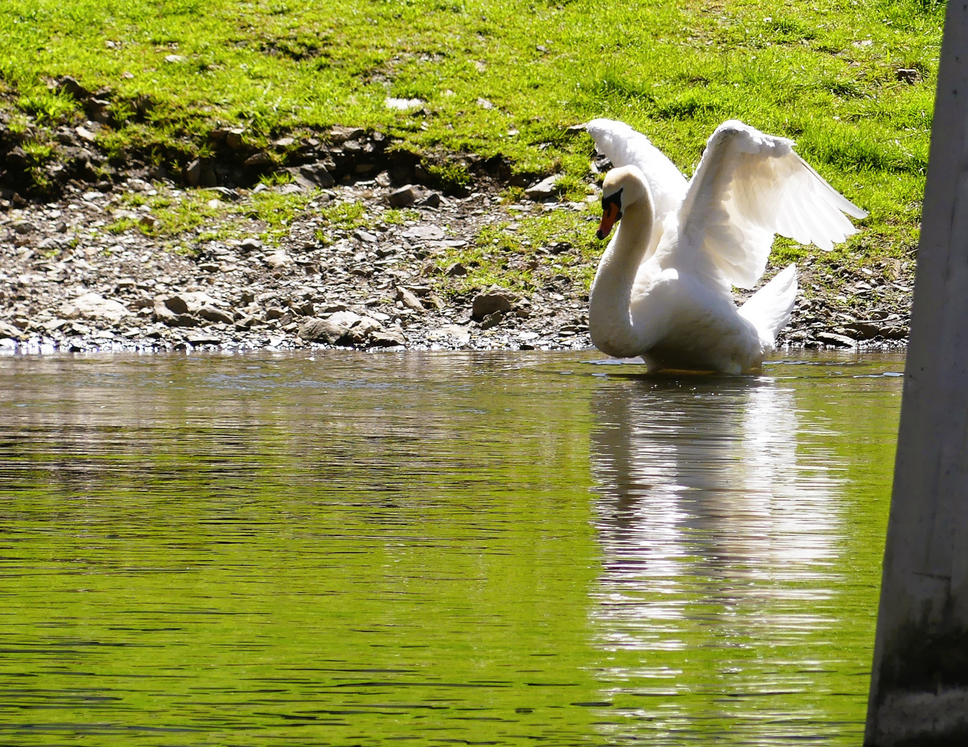 flügelschlagender Schwan