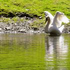 flügelschlagender Schwan