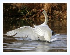 Flügelschlagender Schwan