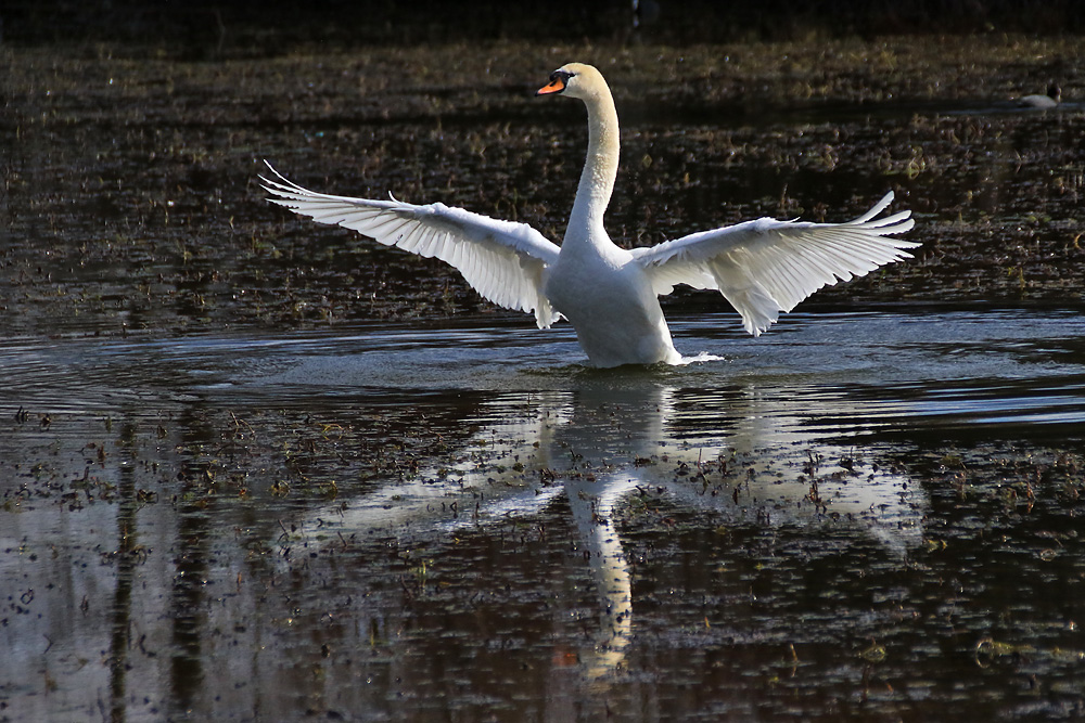 flügelschlagender Schwan mit Spiegelung