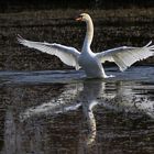 flügelschlagender Schwan mit Spiegelung