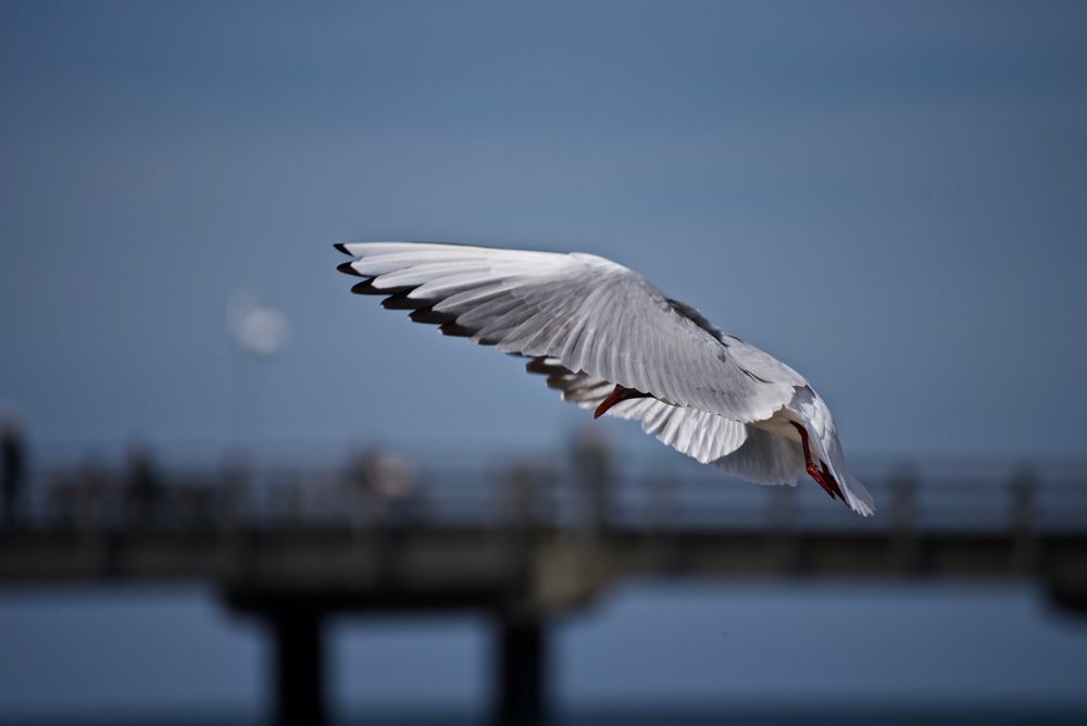 flügelschlag_usedom