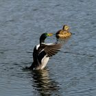 Flügelstudie - Ente