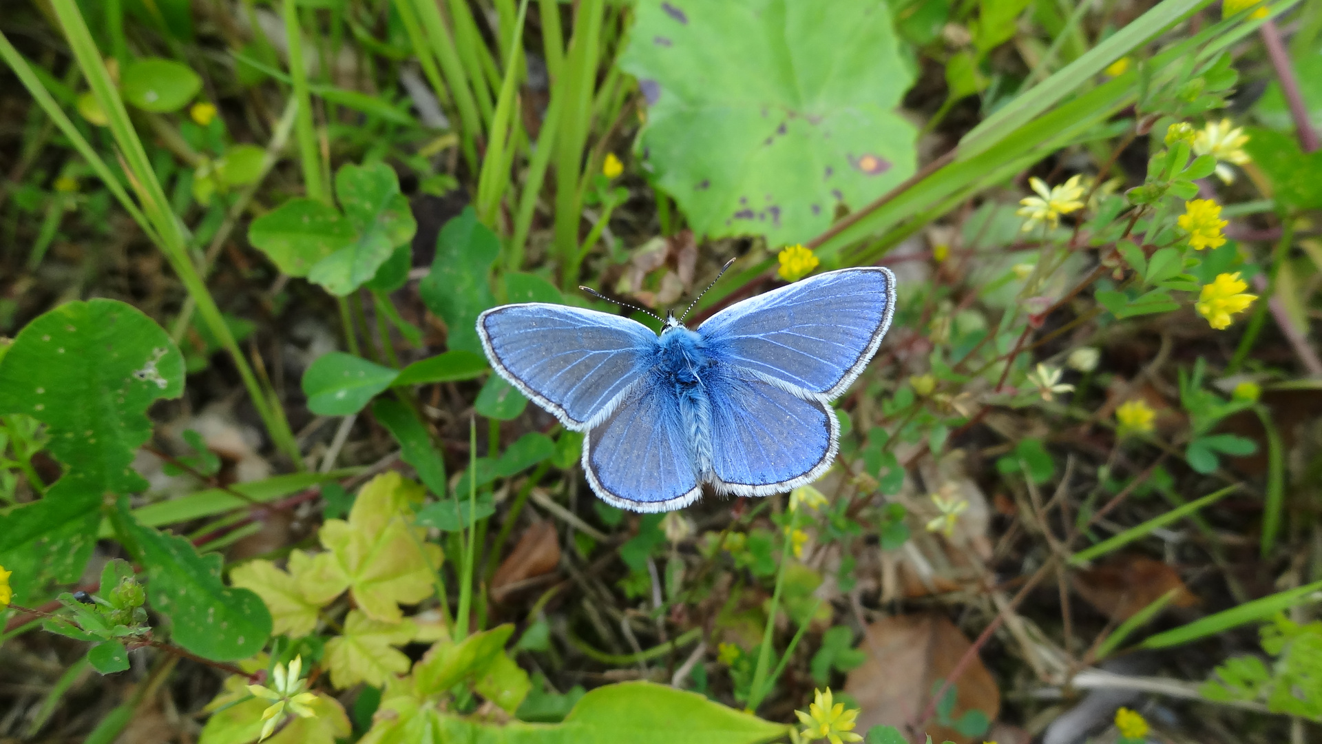 Flügelt ein kleiner blauer Falter....