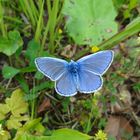 Flügelt ein kleiner blauer Falter....