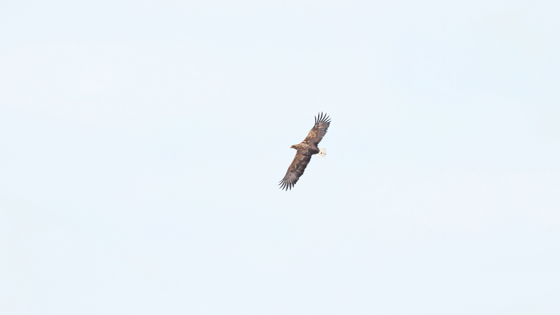 Flügelweite vom Seeadler