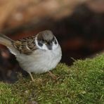 "Flügge gewordener Feldsperling"