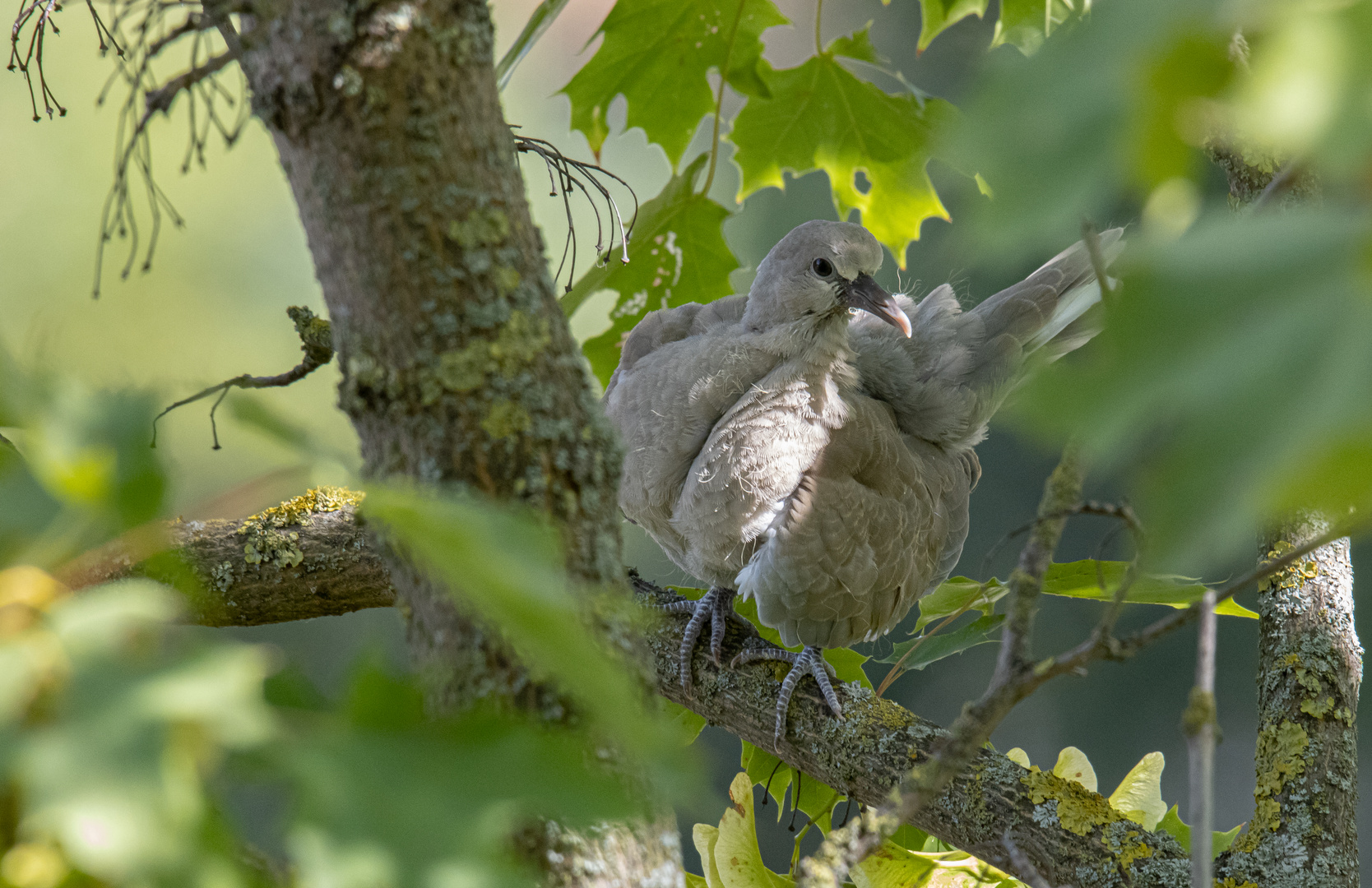 Flügge Türkentaube (Streptopelia decaocto)