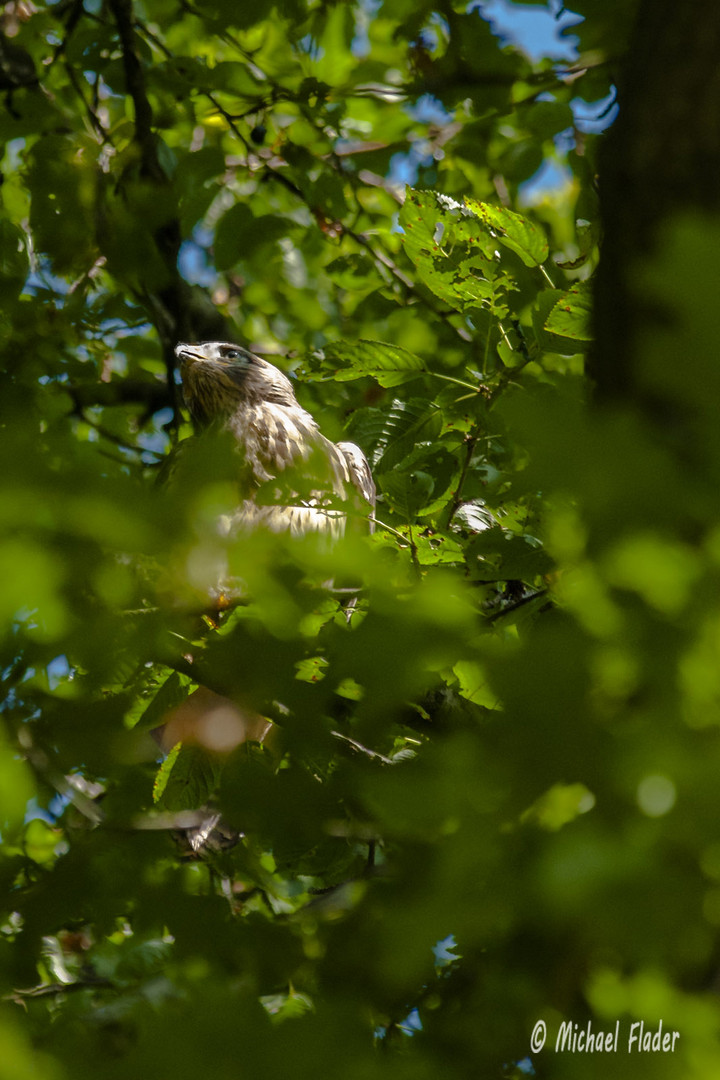 Flügger Bussard