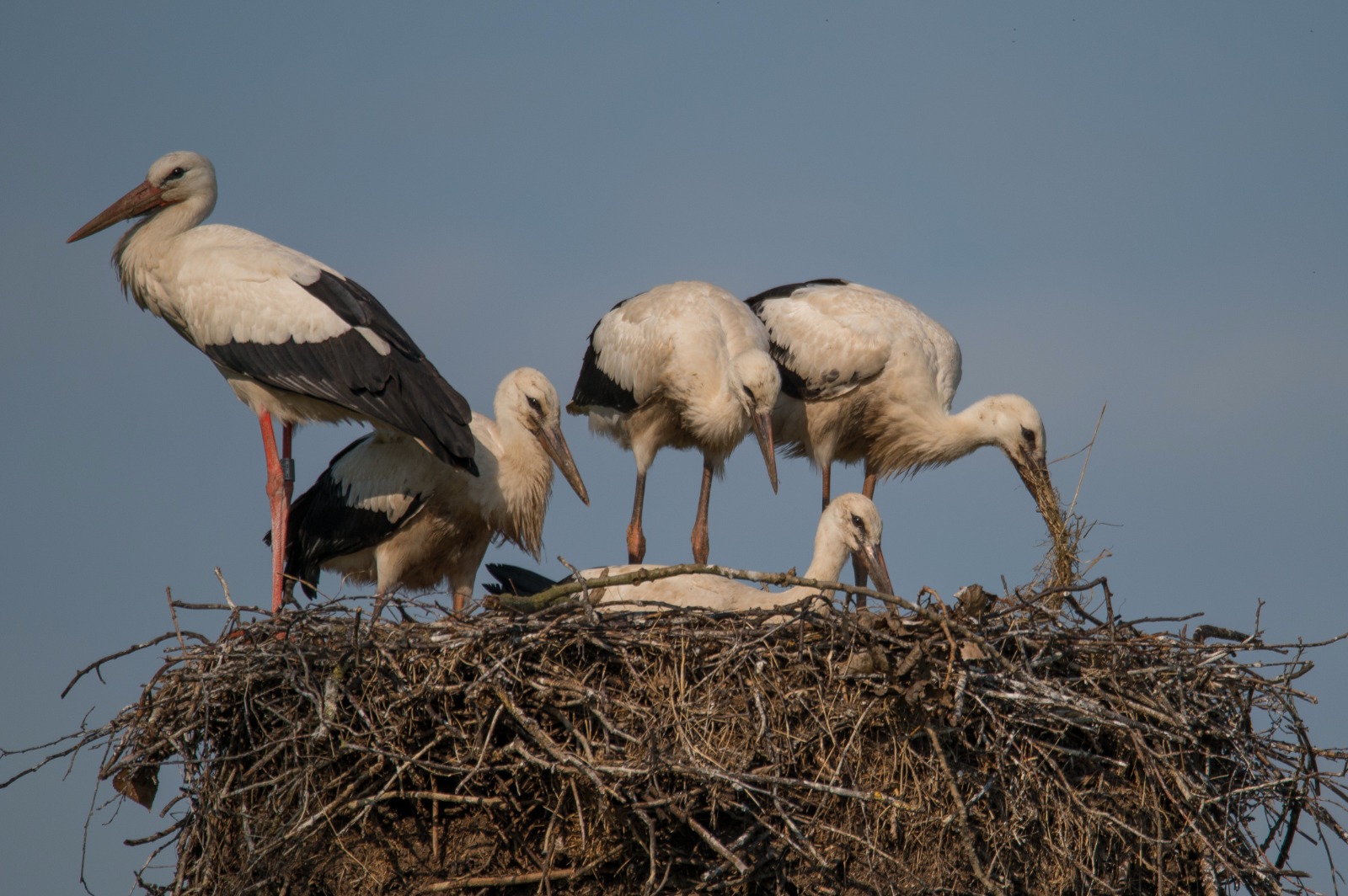 Flügger Storchennachwuchs 26.06.2021