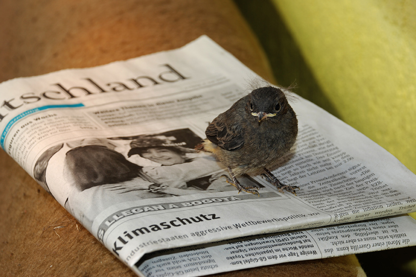 Flügger Vogel sucht Lesestoff