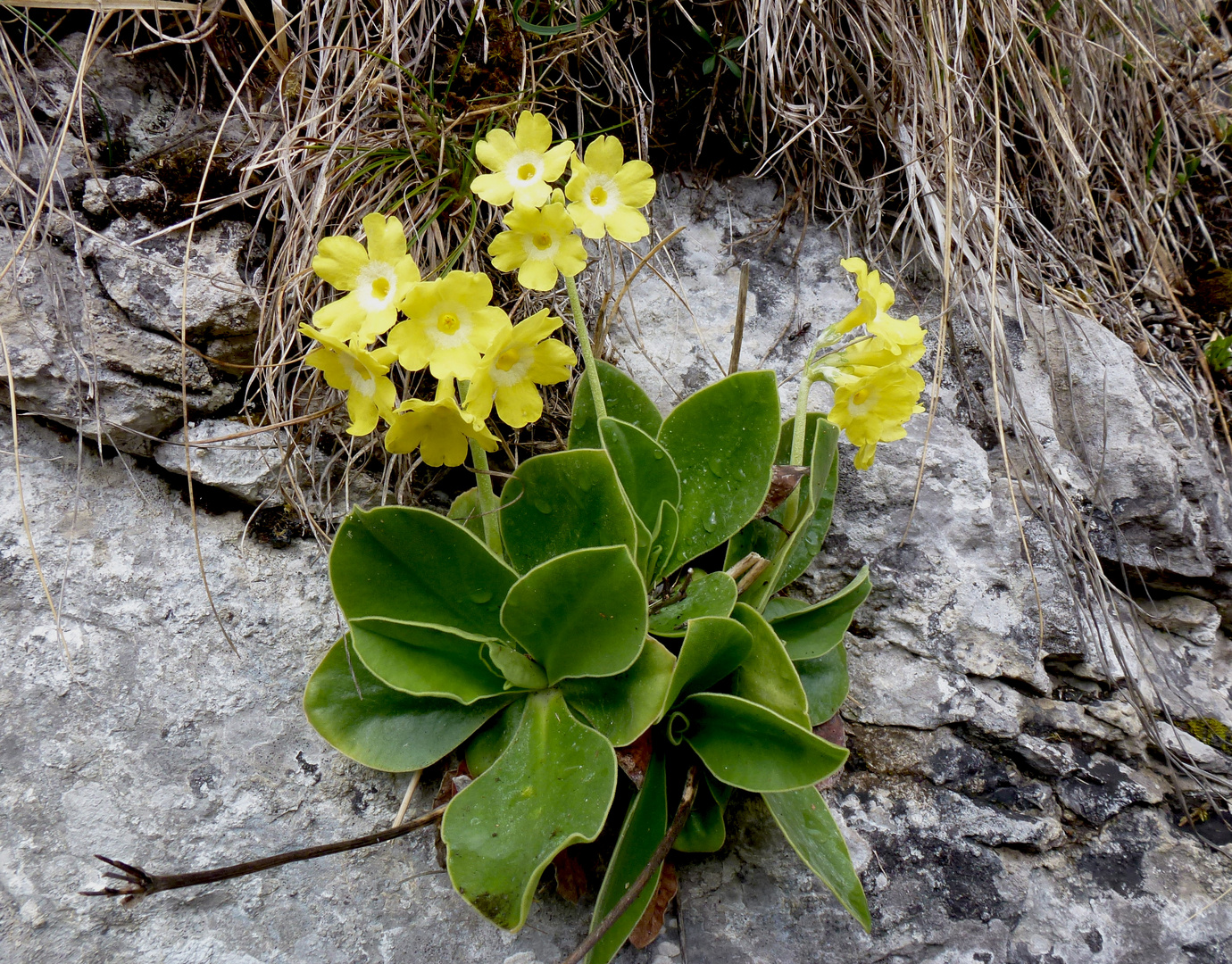 Flühblumen (Primula auricula)