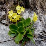 Flühblumen (Primula auricula)