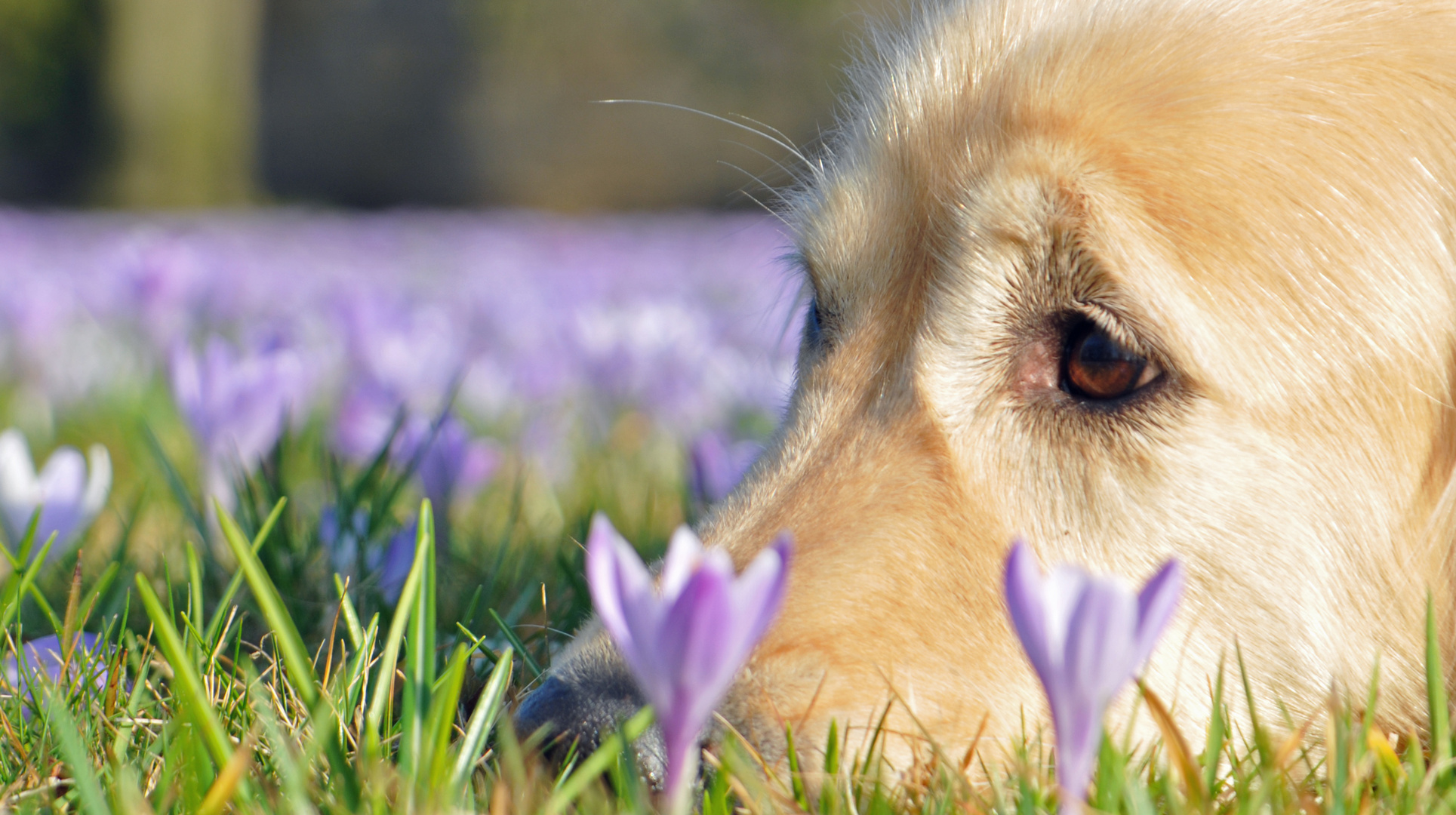 Flühling in der Nase