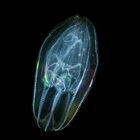 Fluereszierendes Plankton