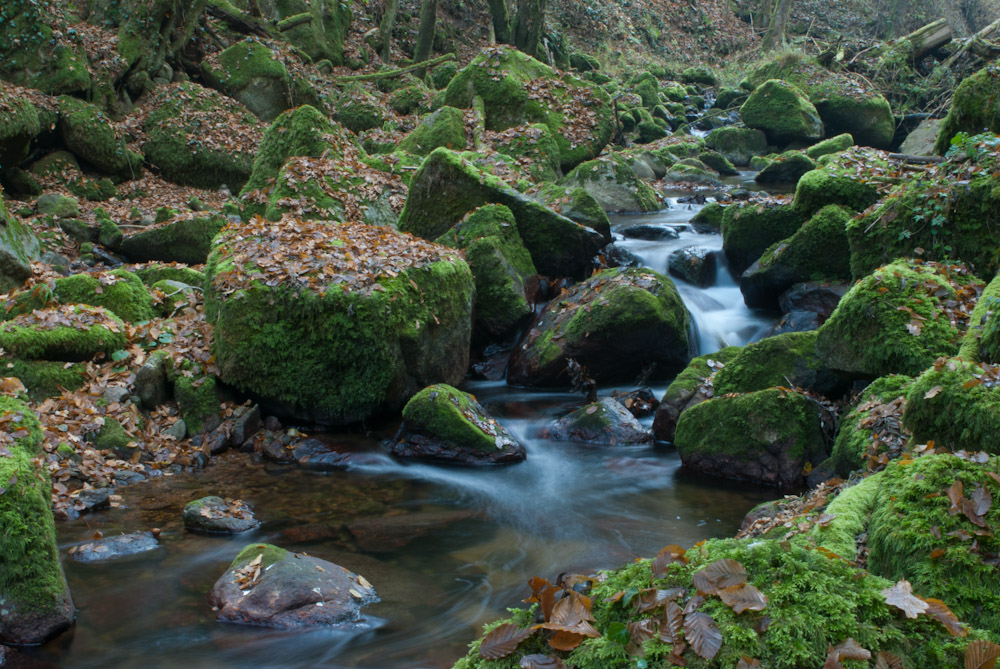 Flüsschen im Schwarzwald