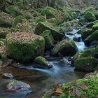 Flüsschen im Schwarzwald