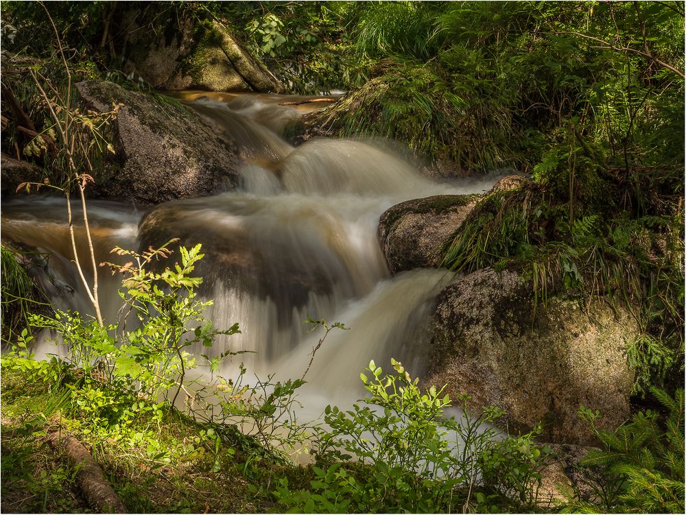 Flüßchen Romke - Harz