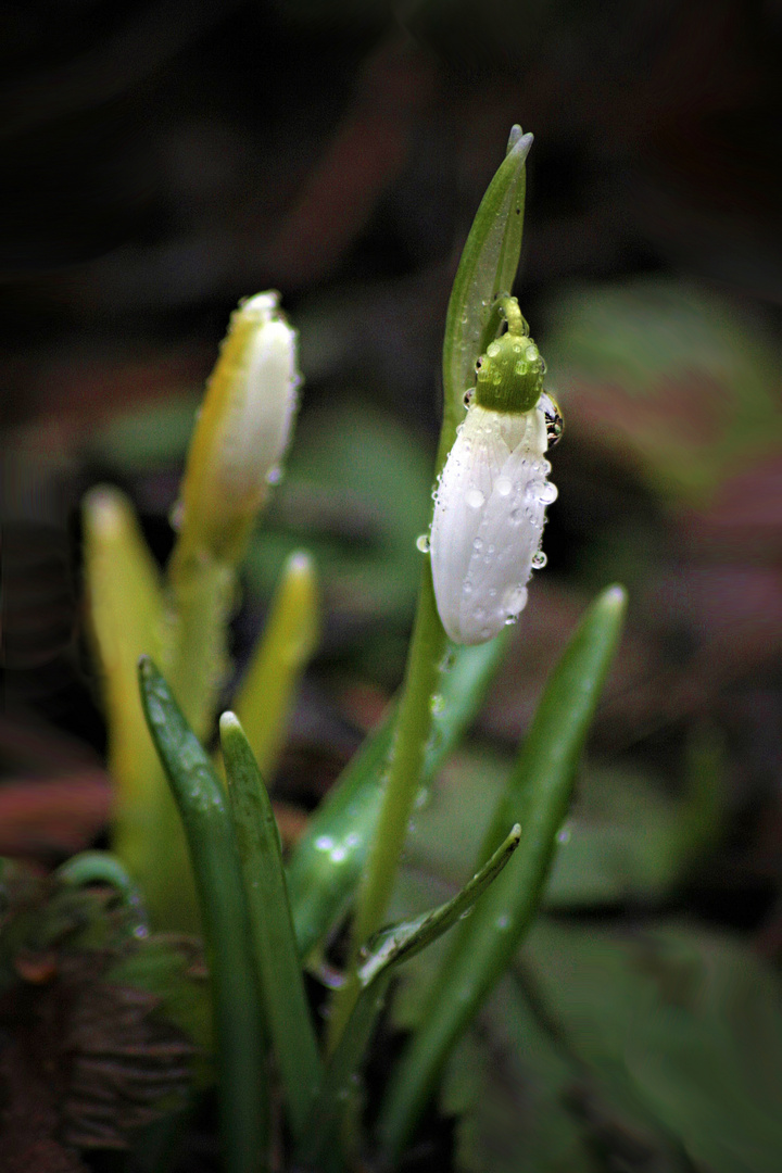 flüssiger Schnee