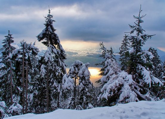 FLÜSTERNDE TANNEN IM WINTERPELZ