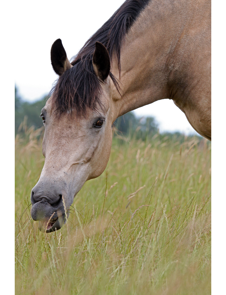 Flüsterpferd