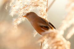 Fluffig... diese Bartmeisen-Dame (Panurus biarmicus) zupfte die Samen vom Schilf
