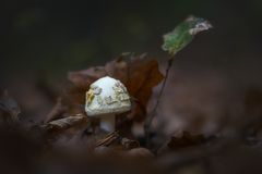 ... fluffig-leichter ...