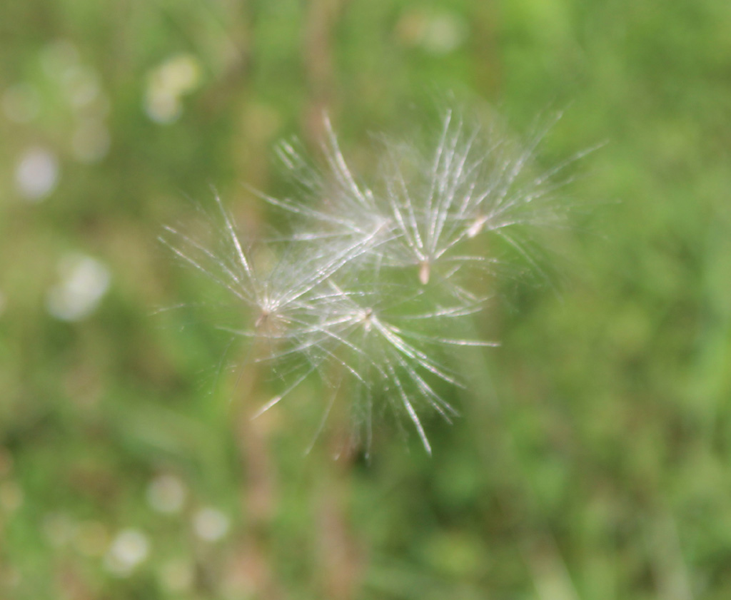 fluffig weich Foto & Bild | pflanzen, samen, natur, pflanzen Bilder auf ... fluffig weich Foto & Bild | pflanzen, samen, natur, pflanzen Bilder auf ...