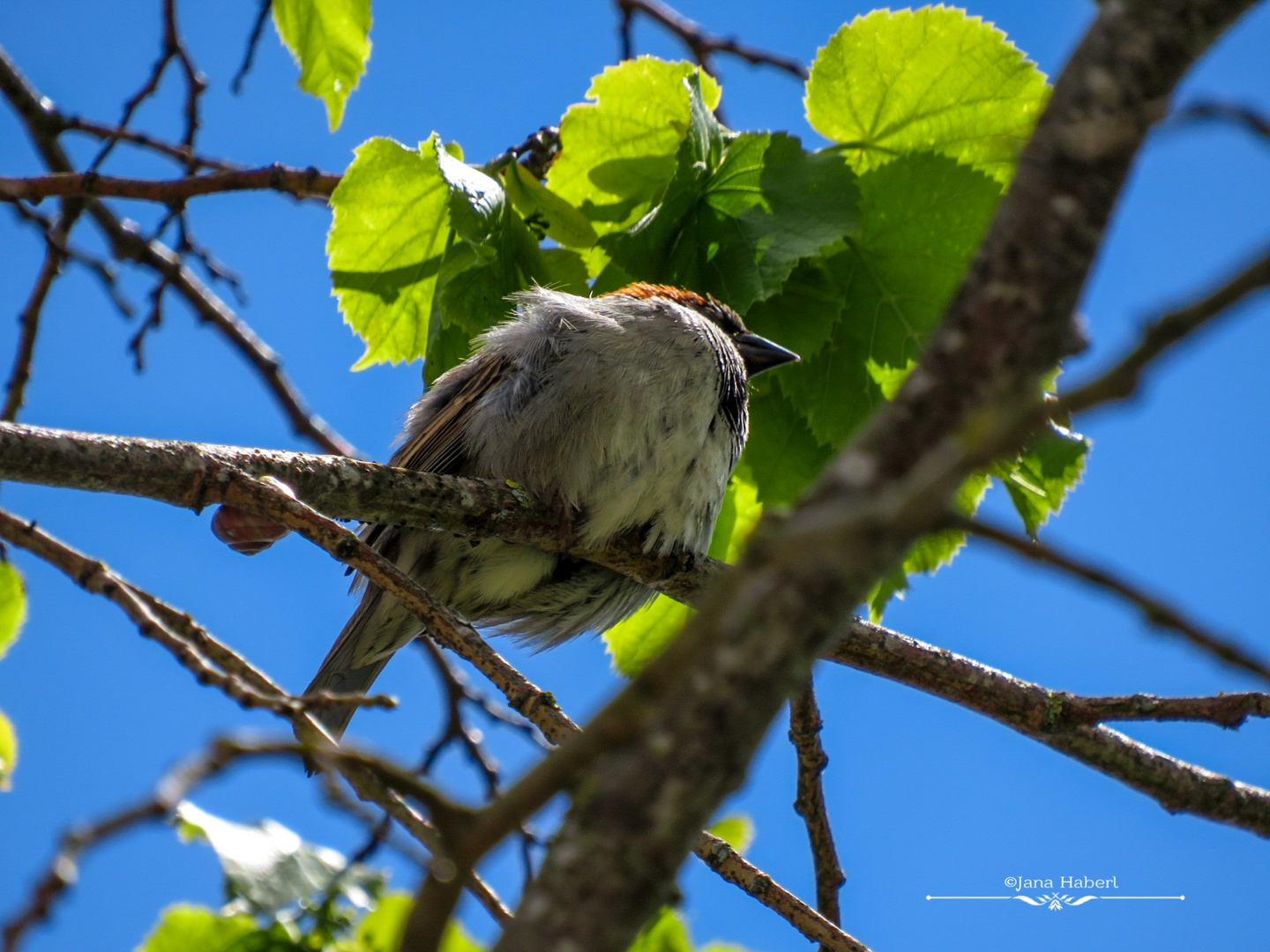 Fluffiger Spatz 