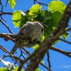 Fluffiger Spatz 