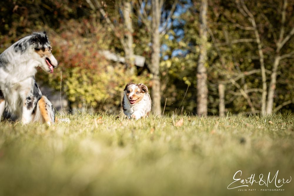 Fluffiger Welpe Foto &amp; Bild sport, tiere, haustiere Bilder auf