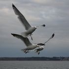 fluffiges flattern