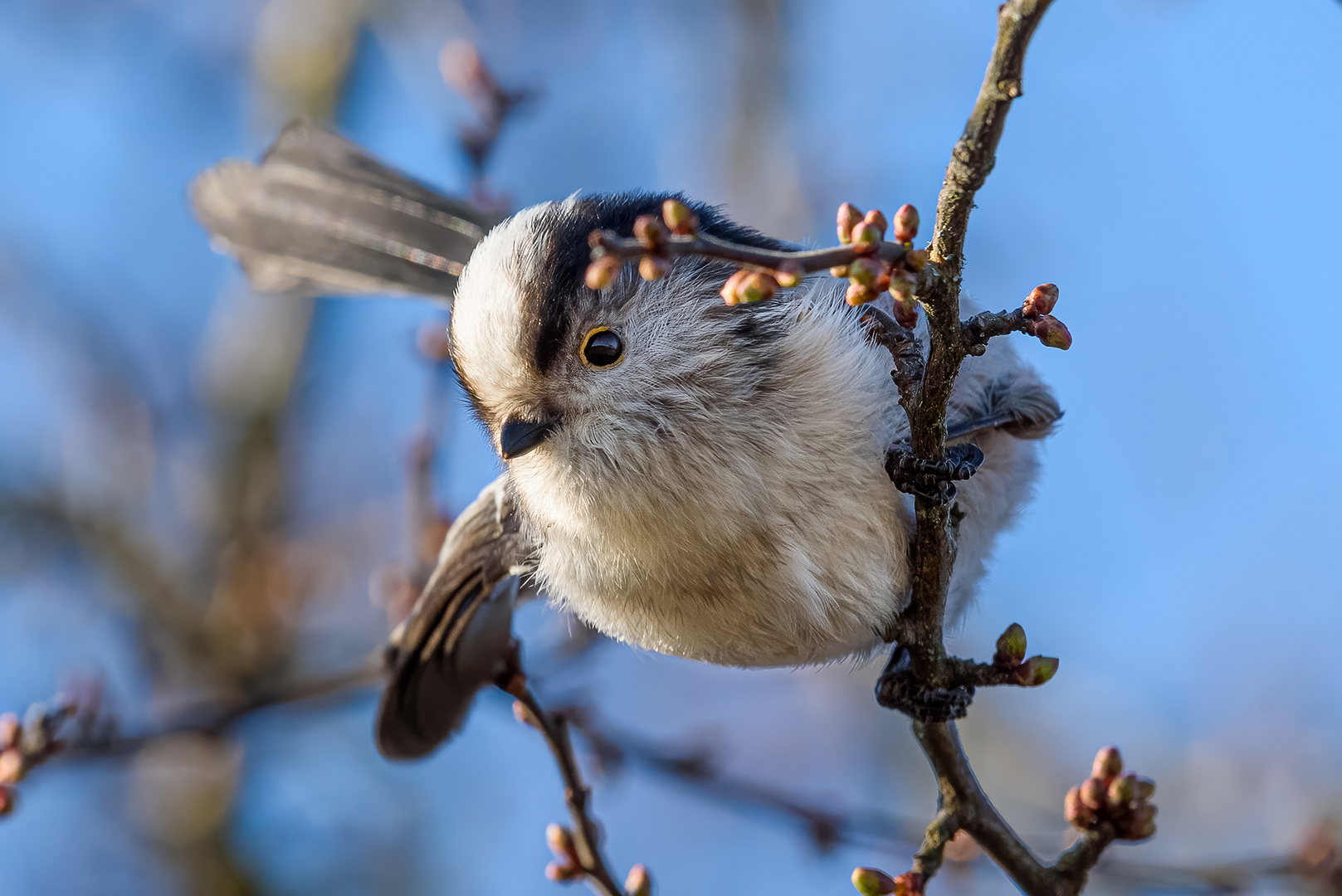 Fluffkugel auf Nahrungssuche