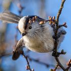 Fluffkugel auf Nahrungssuche