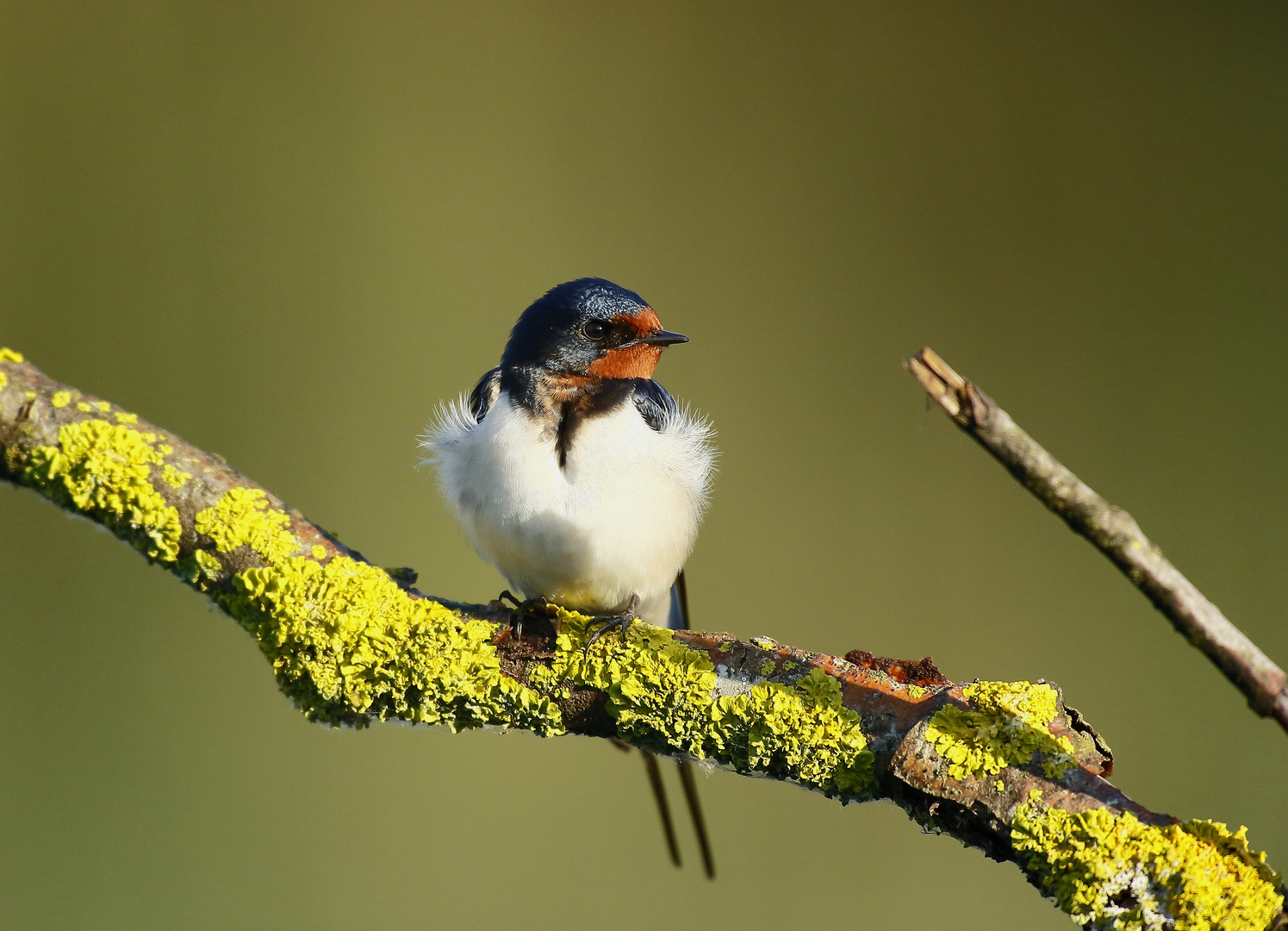 " fluffy  (and the stick in the eye)"