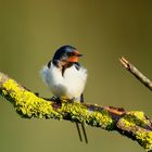 " fluffy  (and the stick in the eye)"