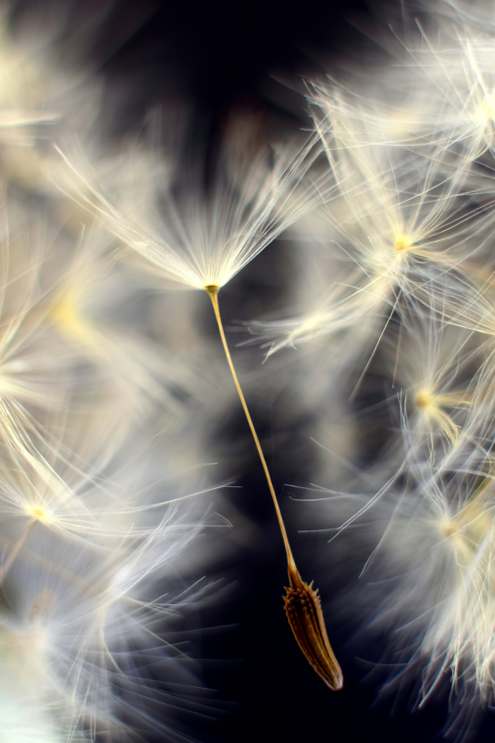 Fluffy Blowball