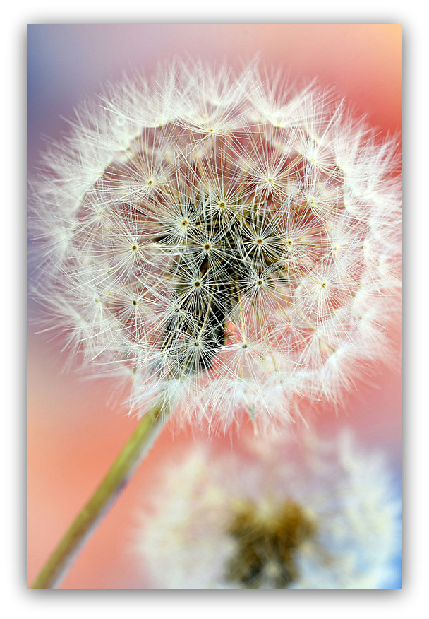 Fluffy Blowballs...