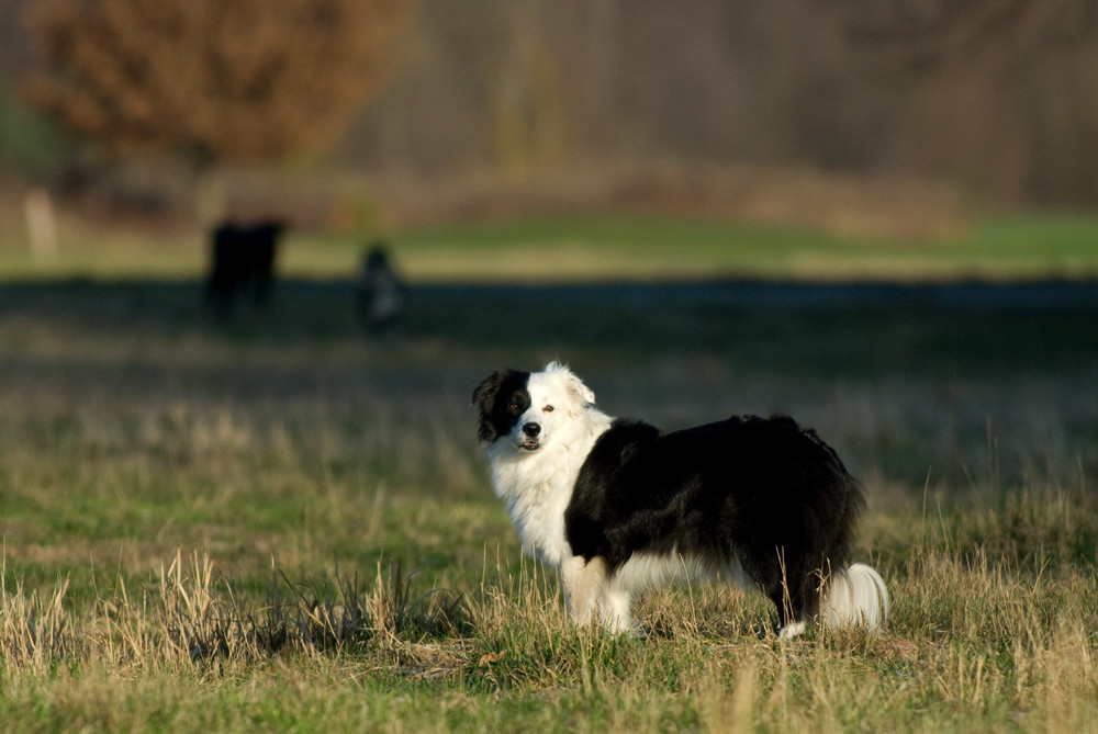 Fluffy das Fellmonster