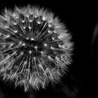 Fluffy Firework