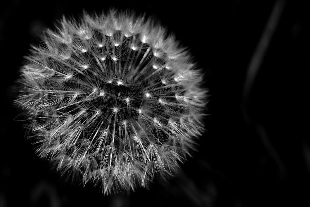 Fluffy Firework