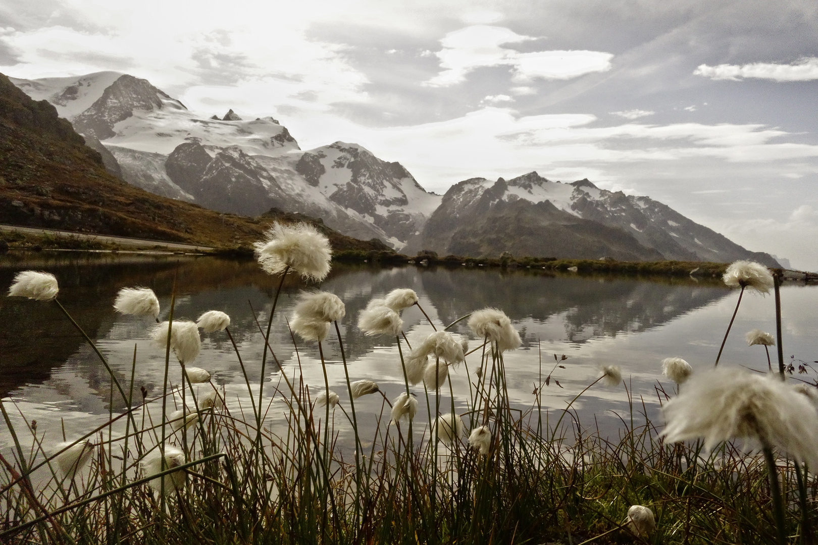 Fluffy Flowers