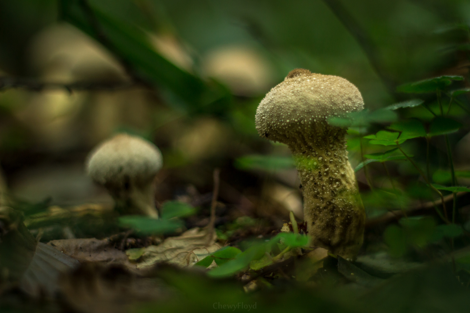 Fluffy Fungus