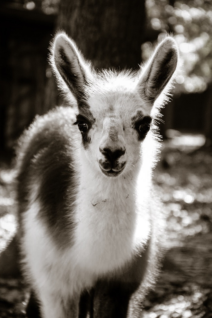 Fluffy Lama