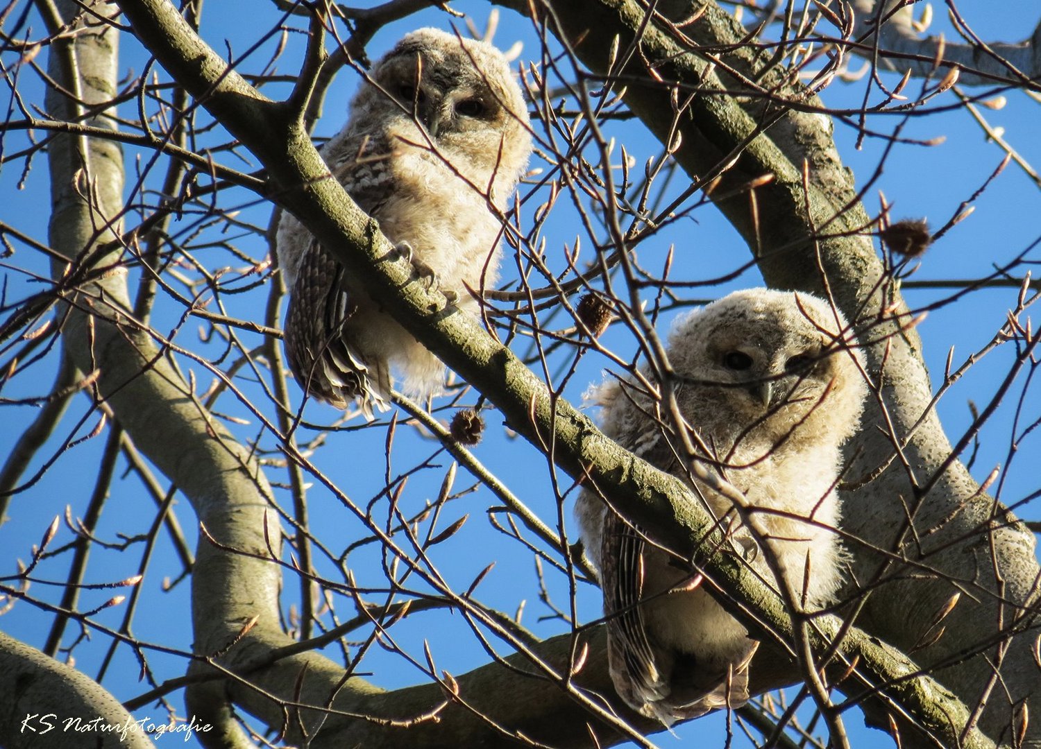 Fluffy ... oder "Die Waldkauzästlinge"