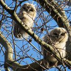 Fluffy ... oder "Die Waldkauzästlinge"