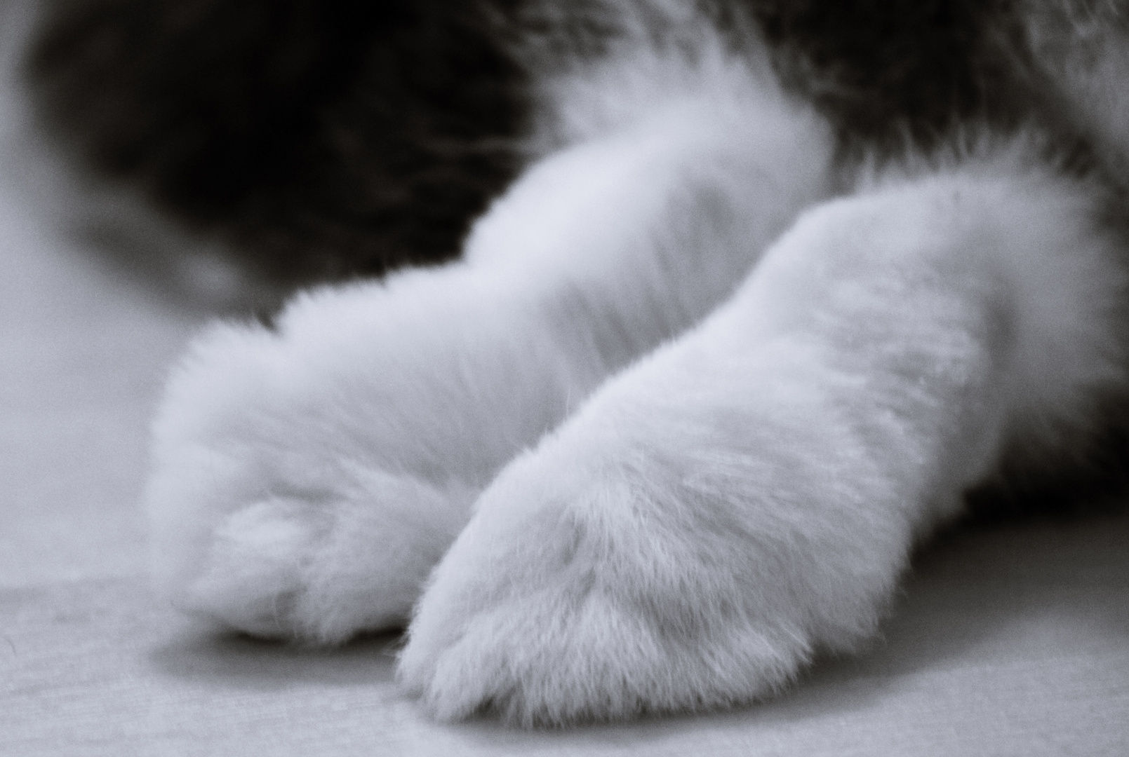 Fluffy paws