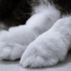 Fluffy paws