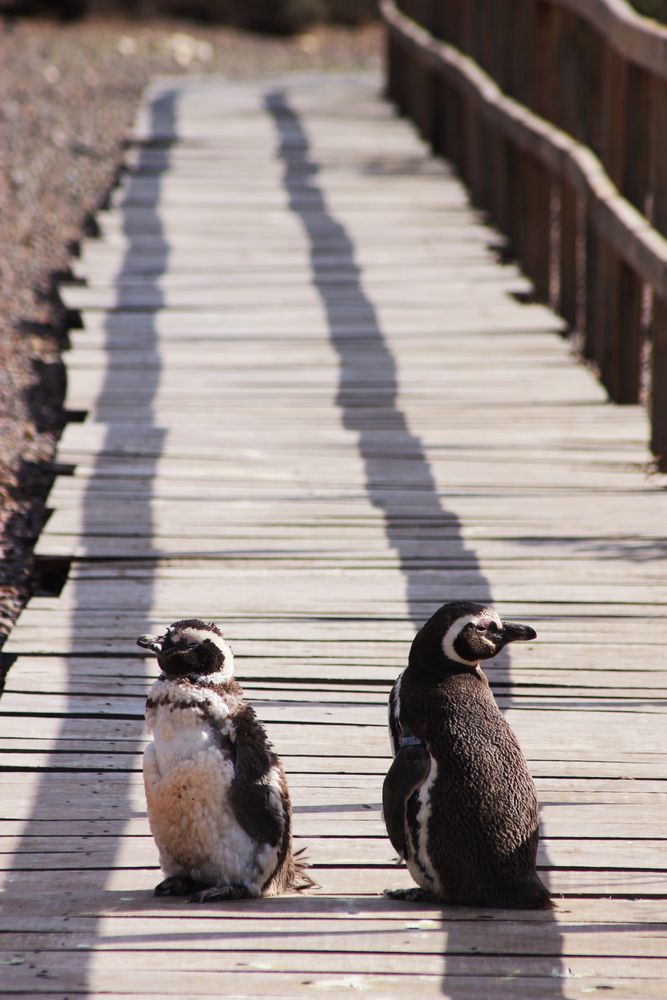 Fluffy roadside check